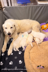 Available Maremma Puppies