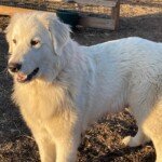 3657348200 Success Stories: Prancing Pony Maremmas Thriving Across North America