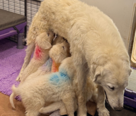 Pippin & Electra Litter 5/26