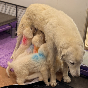 4207819568 Inside Our Maremma Puppy Program