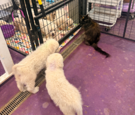 Pippin & Electra Litter 5/26