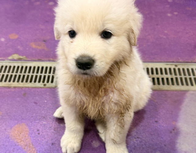 1779719133 Available Maremma Puppies