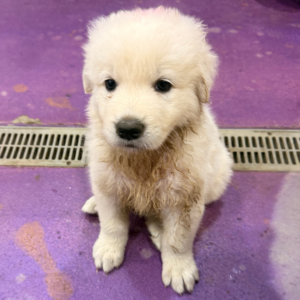 2152427529 Inside Our Maremma Puppy Program
