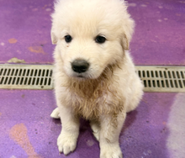 Pippin & Marisa Litter 5/26