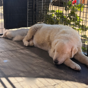1980650571 Inside Our Maremma Puppy Program