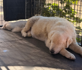 Pippin & Marisa Litter 5/26