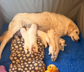 Pippin & Nova Litter 5/26