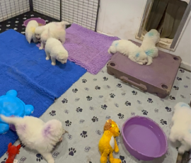 Pippin & Nova Litter 5/26