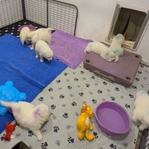 3182516297 Inside Our Maremma Puppy Program