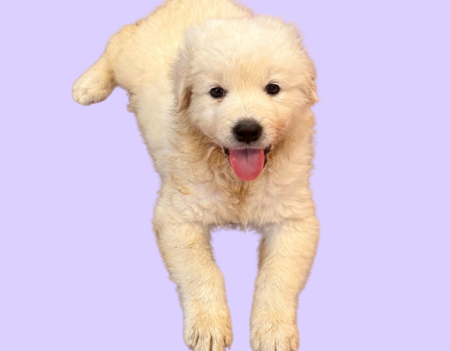 848243666 Available Maremma Puppies