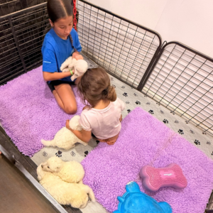 1896249683 Inside Our Maremma Puppy Program