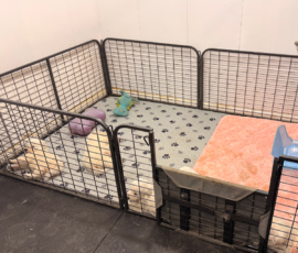 Pippin & Marisa Litter 5/26