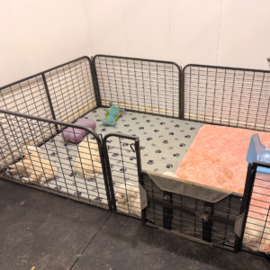 3047689285 Inside Our Maremma Puppy Program