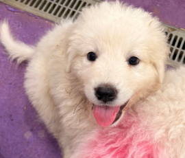 Pippin & Electra Litter 5/26