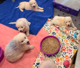 Pippin & Electra Litter 5/26