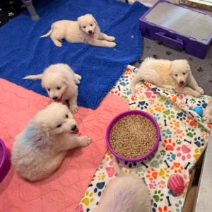3880764244 Inside Our Maremma Puppy Program