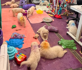 Pippin & Marisa Litter 5/26