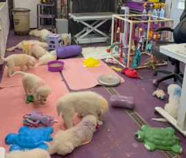 Pippin & Marisa Litter 5/26