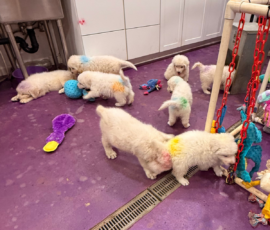 Pippin & Marisa Litter 5/26