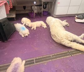 Pippin & Marisa Litter 5/26