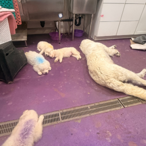 4256971091 Inside Our Maremma Puppy Program