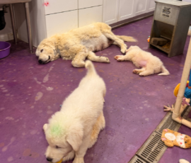 Pippin & Marisa Litter 5/26