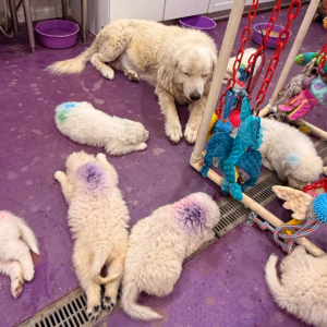 3205173243 Inside Our Maremma Puppy Program