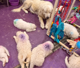 Pippin & Marisa Litter 5/26