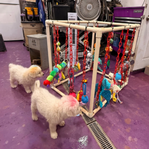 2520359771 Inside Our Maremma Puppy Program