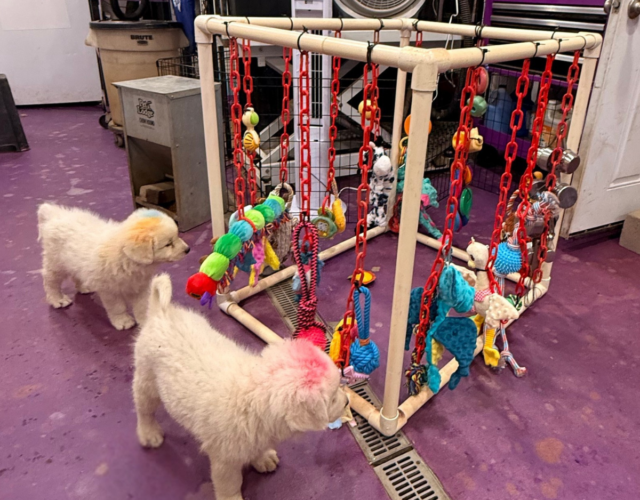 Available Maremma Puppies