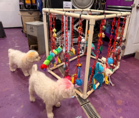 Pippin & Marisa Litter 5/26