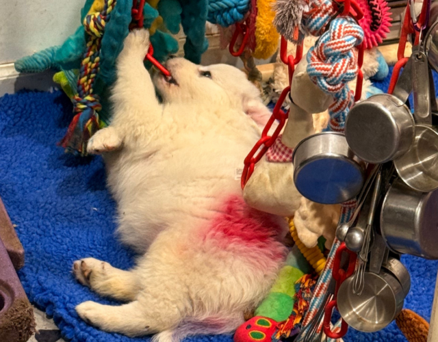 Available Maremma Puppies
