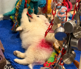 Pippin & Nova Litter 5/26