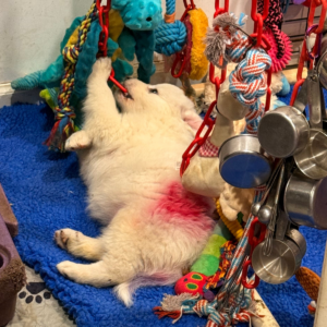 673151780 Inside Our Maremma Puppy Program