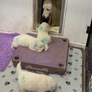 2276565923 Inside Our Maremma Puppy Program