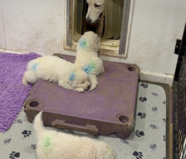 Pippin & Electra Litter 5/26