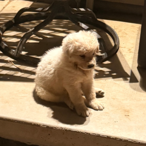 230677905 Inside Our Maremma Puppy Program