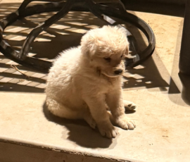 Pippin & Nova Litter 5/26