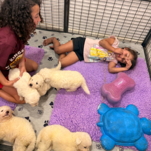 3840096919 Inside Our Maremma Puppy Program