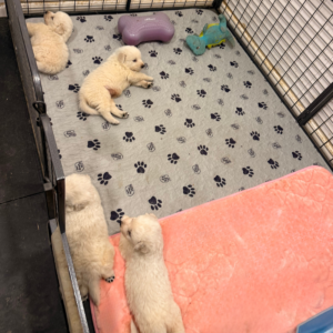 1924264621 Inside Our Maremma Puppy Program
