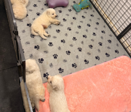 Pippin & Marisa Litter 5/26