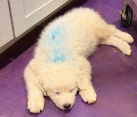 Pippin & Electra Litter 5/26
