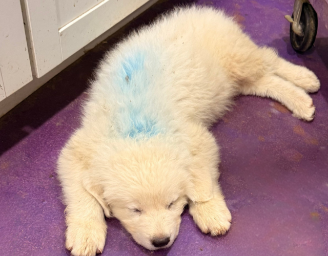 3350172389 Available Maremma Puppies