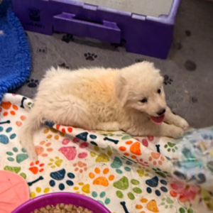 2376655289 Inside Our Maremma Puppy Program