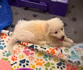 Pippin & Electra Litter 5/26