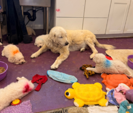 Pippin & Marisa Litter 5/26