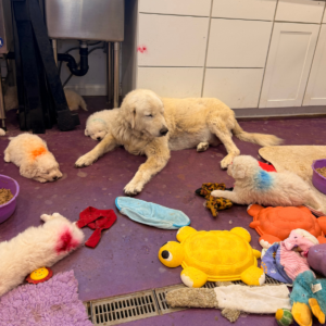 884535665 Inside Our Maremma Puppy Program