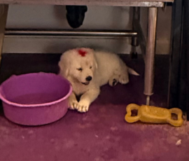 Pippin & Marisa Litter 5/26