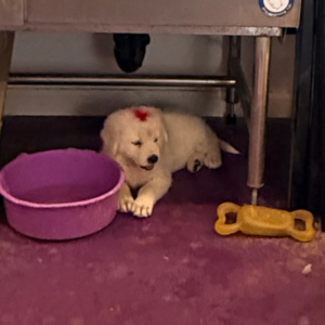 1679804491 Inside Our Maremma Puppy Program