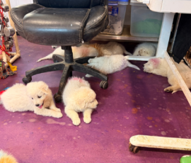 Pippin & Marisa Litter 5/26